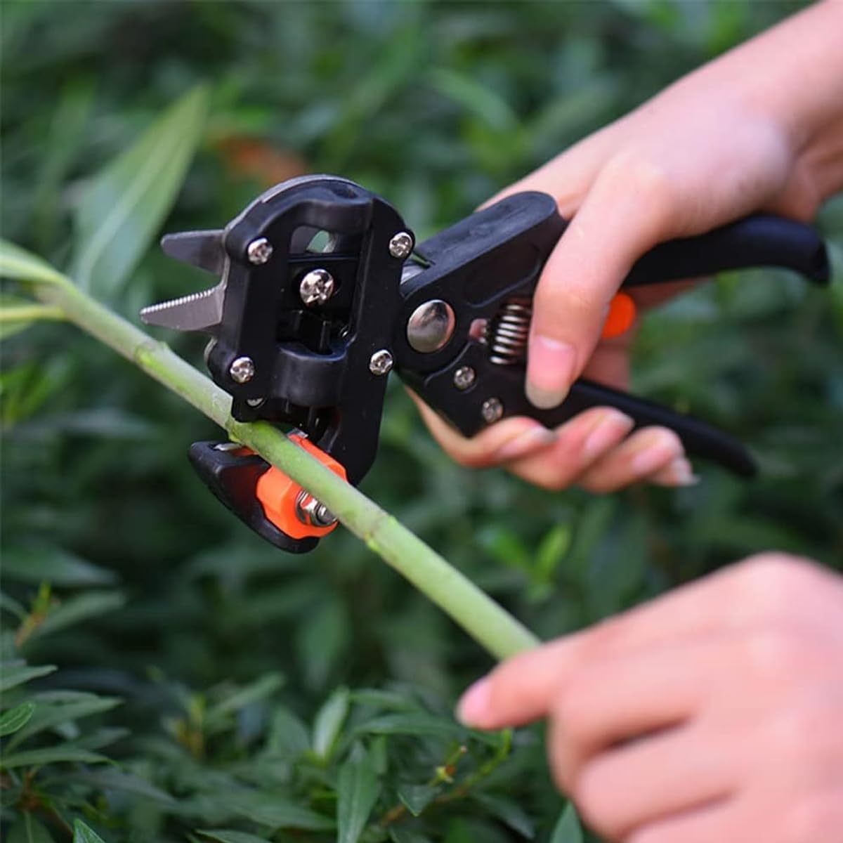Fruit Tree Grafting Tool Kit with Pruning Shears